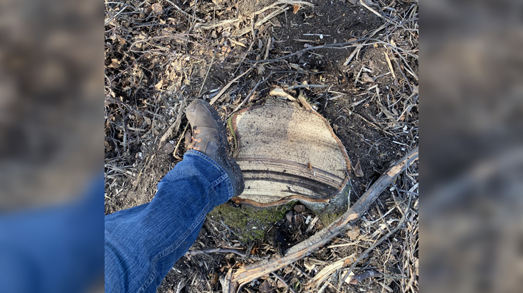 Tree stump after feller buncher cutting