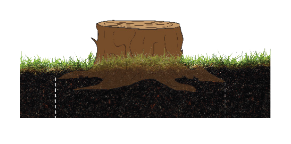 36in Root Base