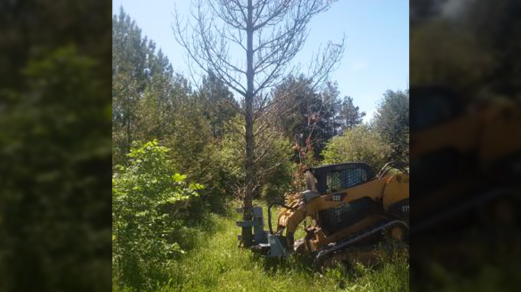 Cisaillement d'arbres, coupe lourde en action