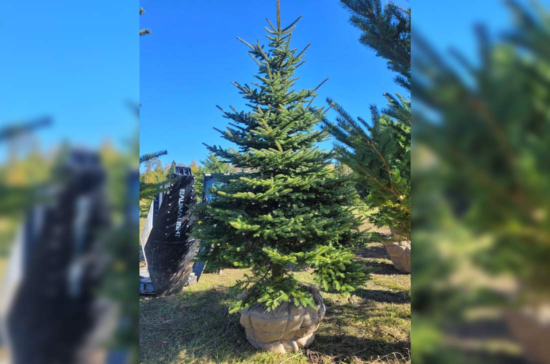 placer l'arbre dans le panier à l'aide d'une pelle