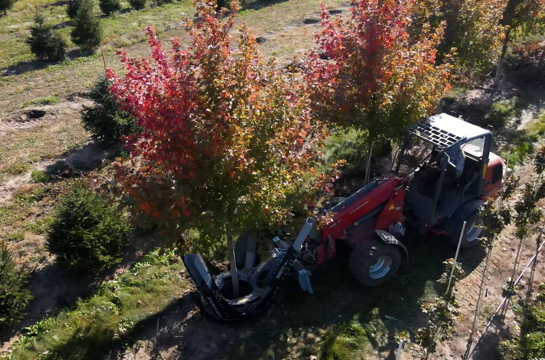 Bêche d'arbre DR444 déplaçant un grand arbre